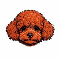 Toy Poodle Nedir