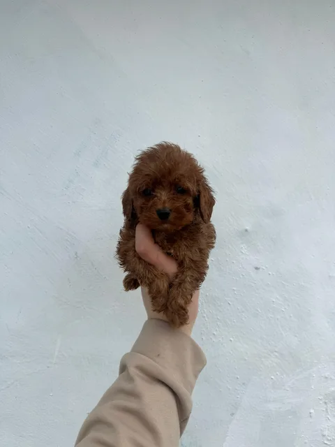 Göktürk Satılık Poodle