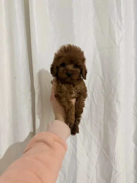 İstanbul Satılık Poodle